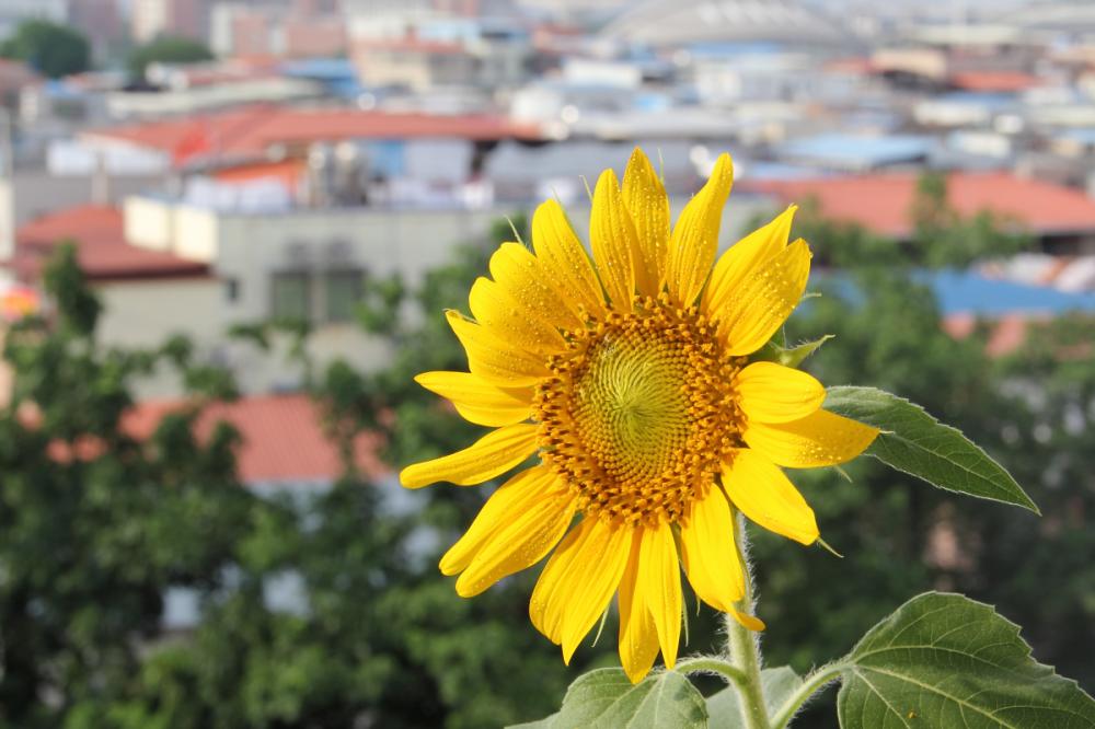 Sunflower picture